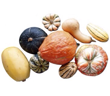 Winter Squashes
Varieties such as acorn, butternut, delicata, and spaghetti will last for about a month or more in the pantry.
