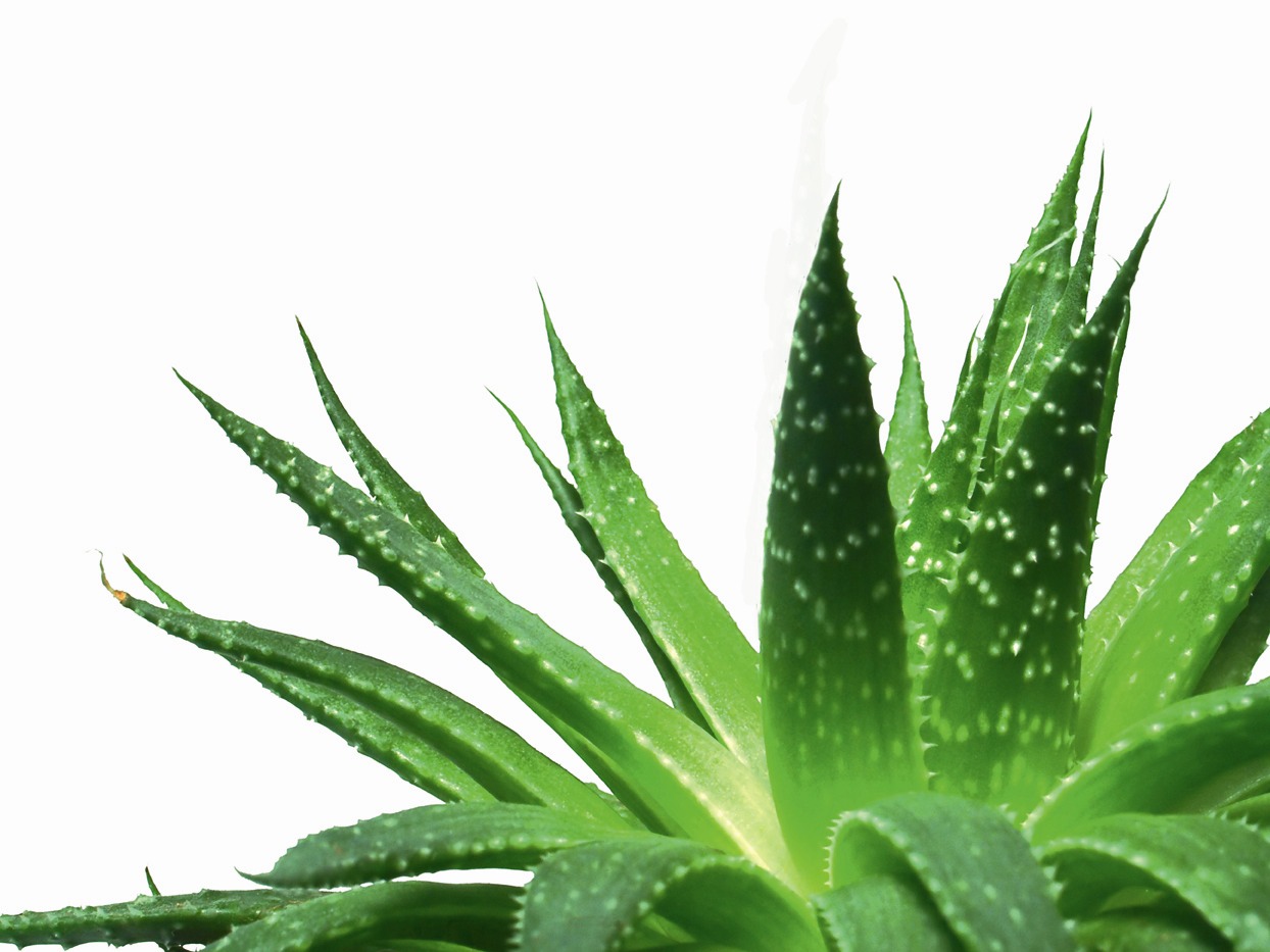 7.BEAUTIFUL LONGER HAIR:add aloe Vera to your shampoo, this stuff has so many great benefits for hair. It will soften it, condition it and make it shine whilst promoting hair growth. What more could you want?