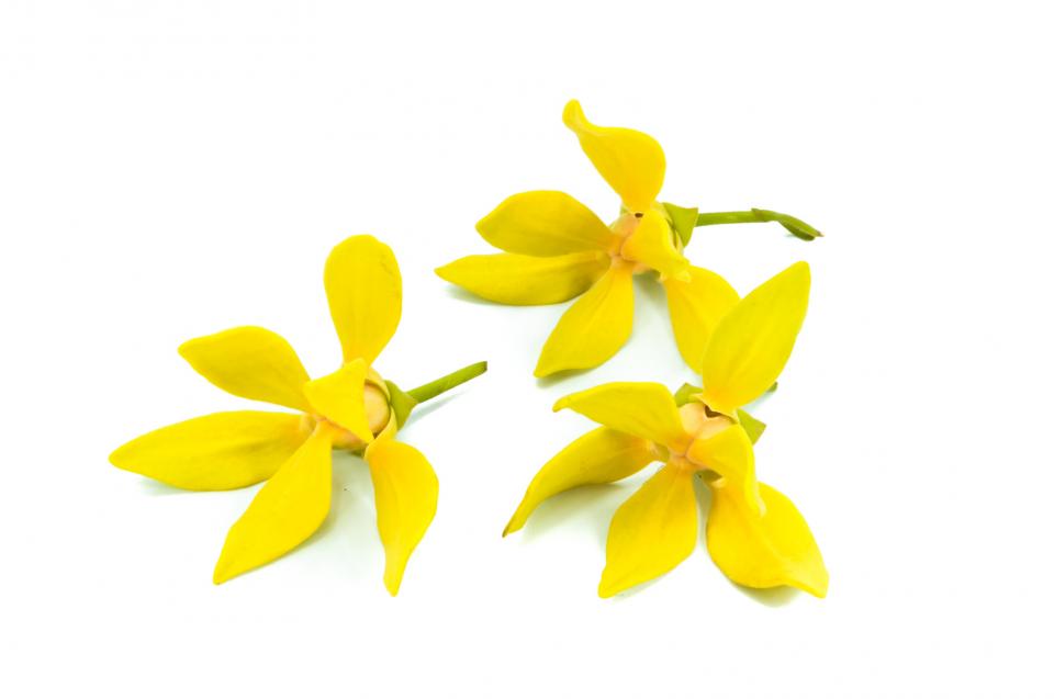 Ylang Ylang

Great for treating oily or acne prone skin and stimulates cell growth