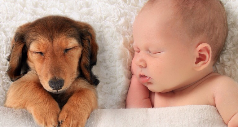 Apple Cider Vinegar for Pets