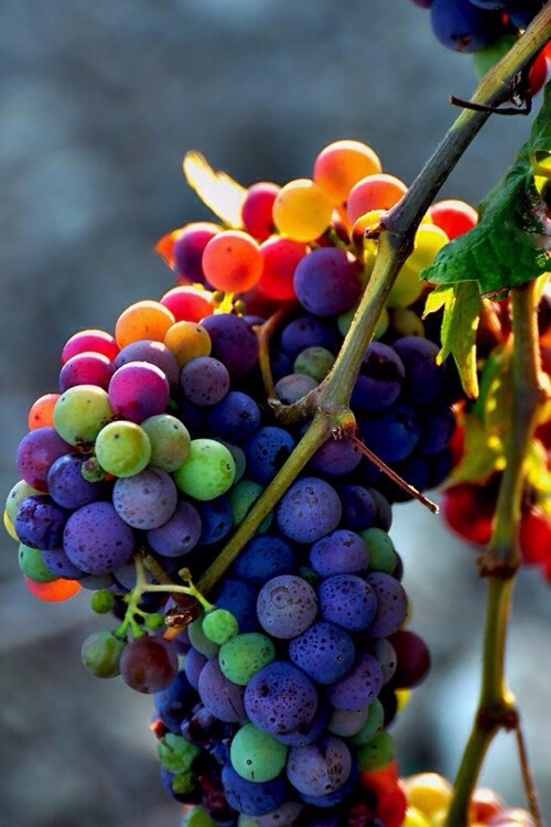 Grapes.
You already know grapes are healthy and they make great snack