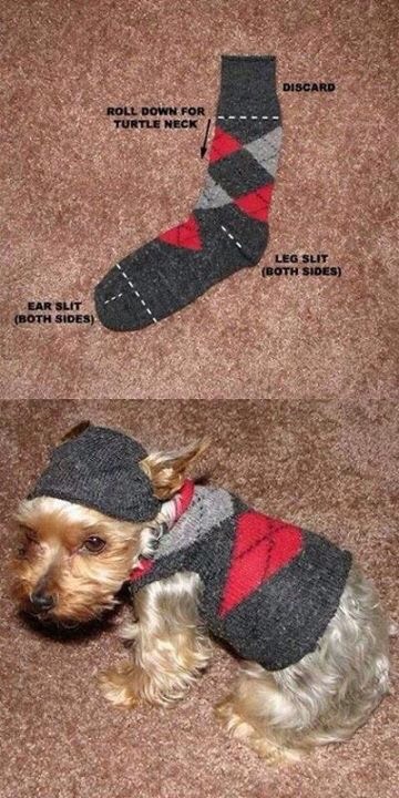 ✨Diy Dog Outfit Using A Sock✨#tipit
