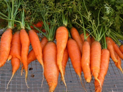 Carrots