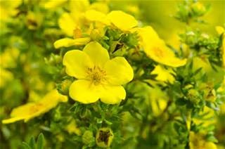 -> Helps ease menstrual pain
Evening primrose oil is usually used to alleviate distress that is commonly associated with menstrual signs
