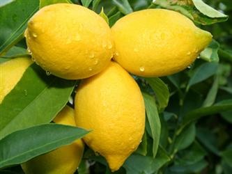Rub a half of a lemon on your armpits to help lighten your skin. Plus lemons are very antibacterial so it would also help deodorize!
 