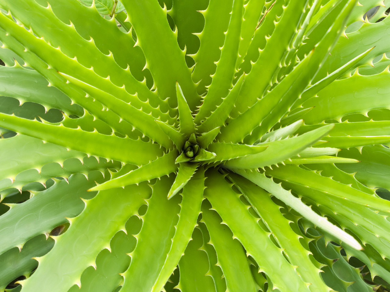 • Apply aloe vera juice to the blackheads on face, chin, cheeks and nose. This is a best natural home remedy to remove blackheads, which has soothing and heeling properties.

