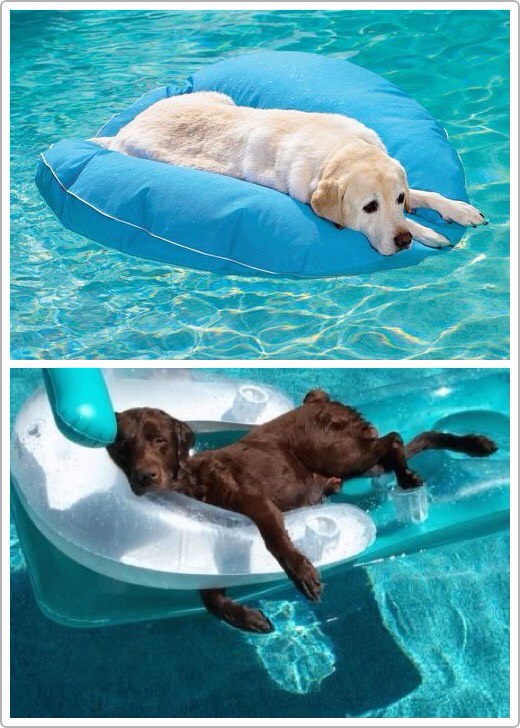 9. Dog Pool Float and Lounger
Every dogs needs a pool float. Look at this.
$69.50