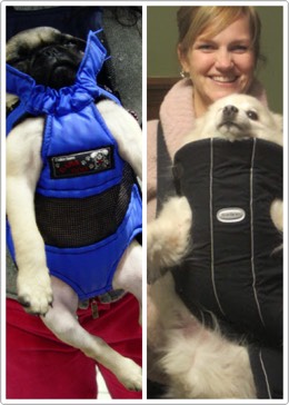 36. Doggie Bjorn
Similar to a baby sling, the doggie Bjorn acts like a front backpack to carry your dog around. Just make sure he is breathing from time to time.
$46.80