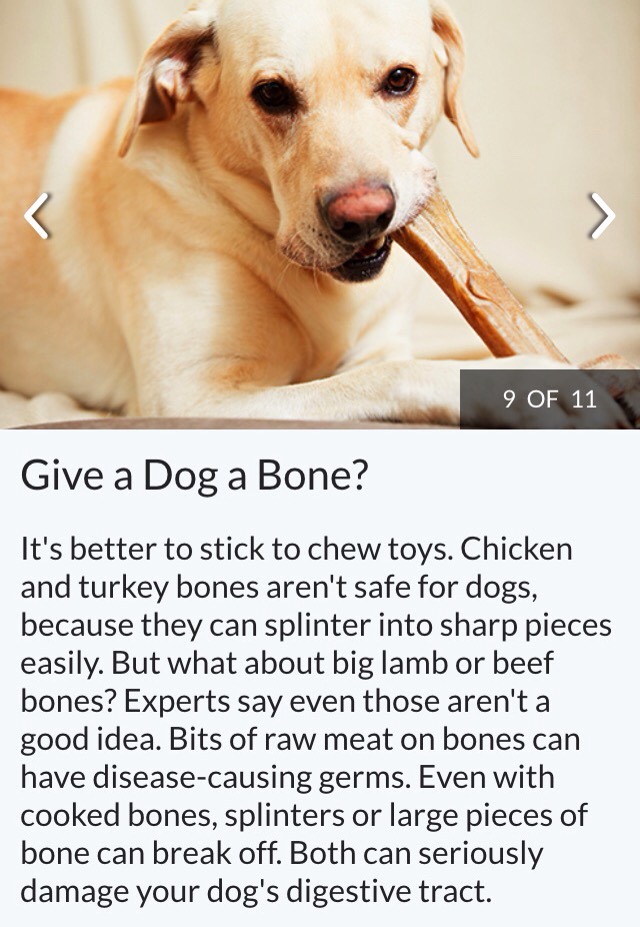 Dog Safe Foods 