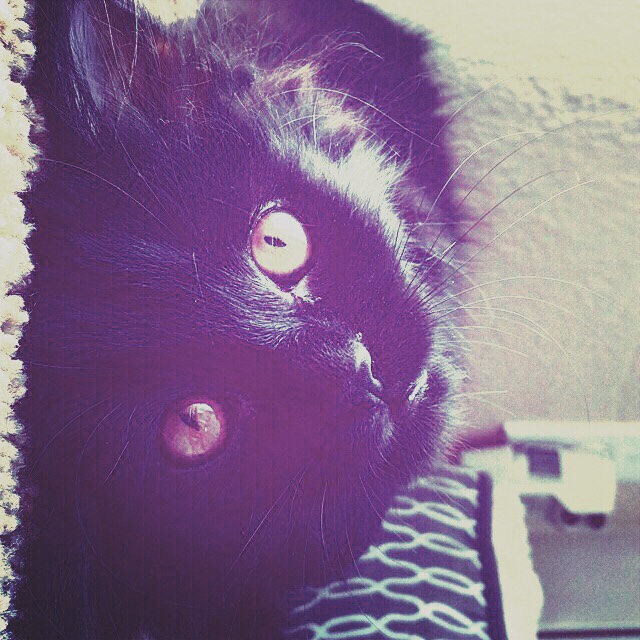 Black cats are dedicated models. They are among the easiest clients for photographers to work with.