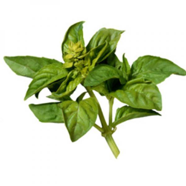 Basil