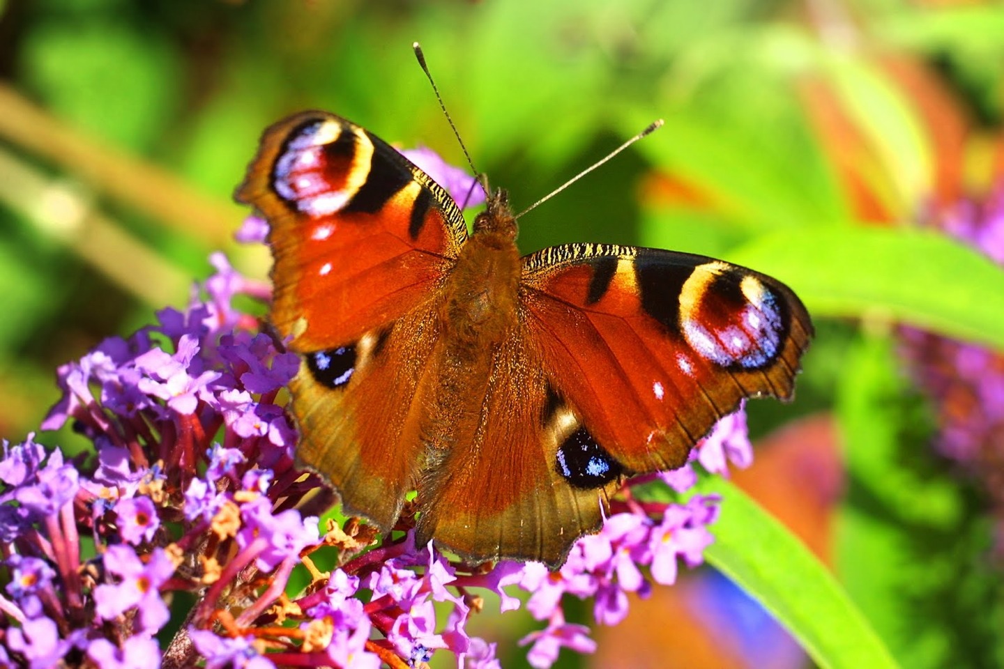 Chase butterflies - it sounds cruel but actually the chances are you won't catch one, let's face it they are pretty fast