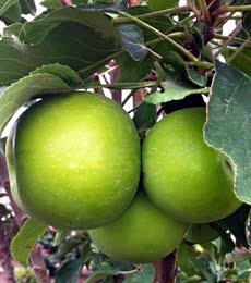 When juicing, use green apples instead of red, for less sugar. 

Here's the combo of veggies and fruits I use:

Kale - Spinach - Carrots - Green apples - Basil - Lemon - Oranges - Ginger