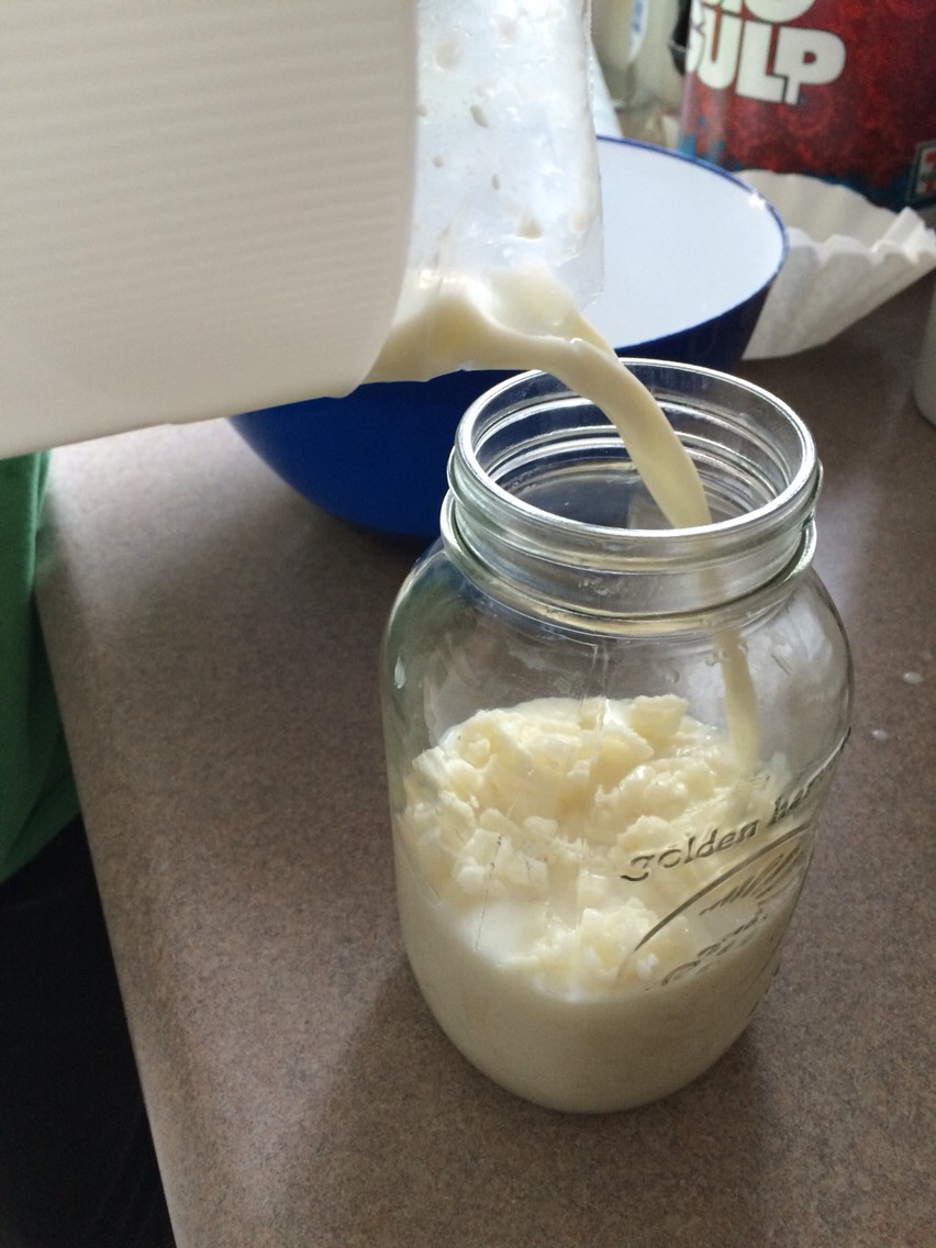 Step two: After you have placed all Kefir in the glass or plastic container of your choice you will need to pour milk in with the Kefir. Just pour until the milk covers all mushrooms and pour a little extra to allow for more room when they ferment. 
