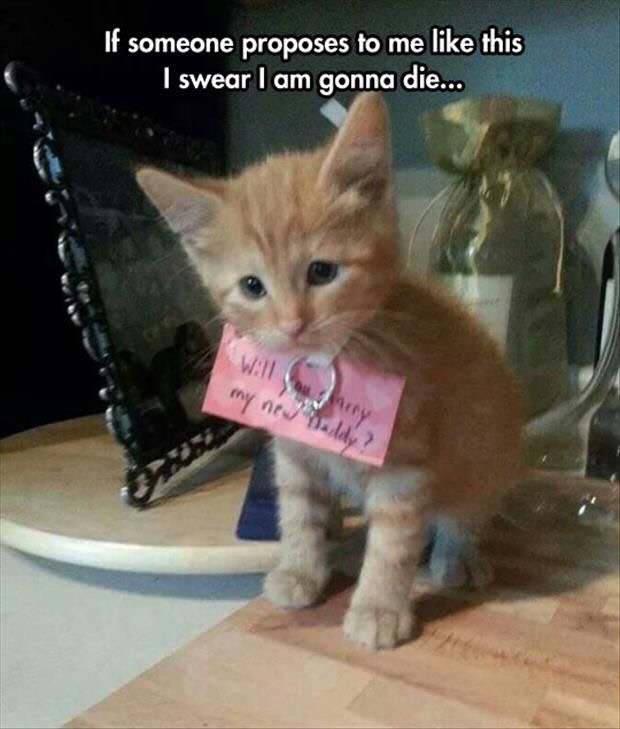 Funny Cat Pictures Part 2
