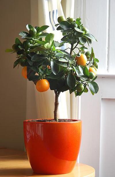 You can grow a clementine tree indoors.
According to one pinner: “This really works - I have one and they are the best clementines I’ve ever tasted!”