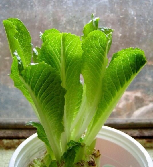 Re-grow Romaine Lettuce Hearts 