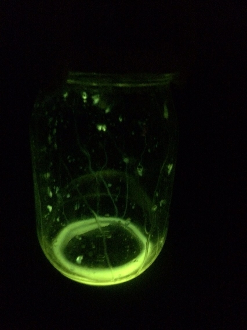 Fairys In A Jar