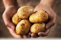 When you use a potato it will remove the acne from your skin and also lighten any scars that are left behind. Put a slice of potato over each area where you notice pimples on your skin, and let the potatoes sit in those areas for at least 15 minutes before removing.