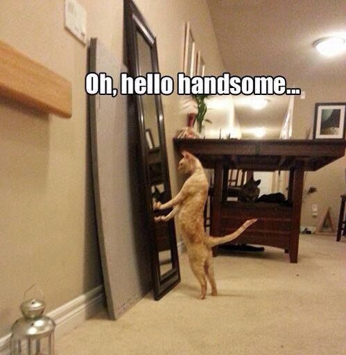Funny Cat Pictures Part 2