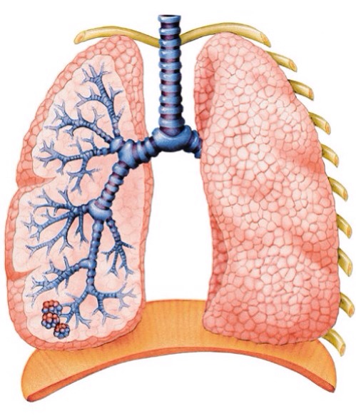 Respiratory Issues
Many use ginger to treat allergies and it has been proven to inhibit contraction of the airways and to help stimulate mucus secretion so it works wonders for those who have pneumonia.