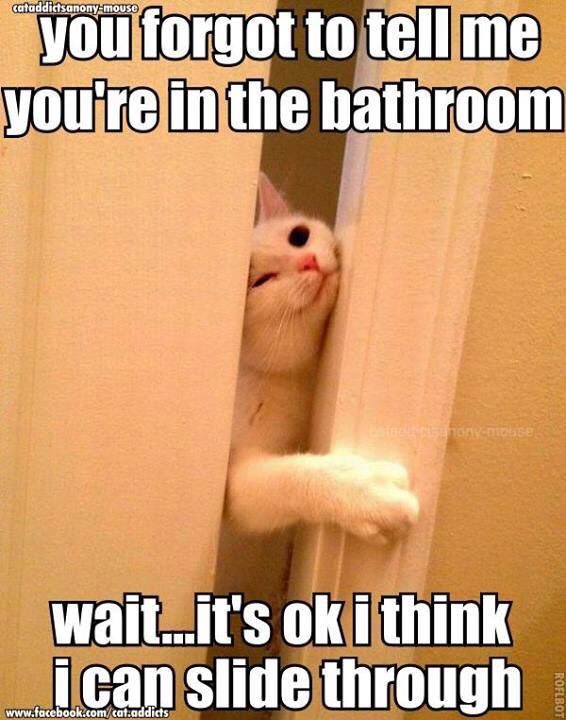 Funny Cat Pictures Part 2