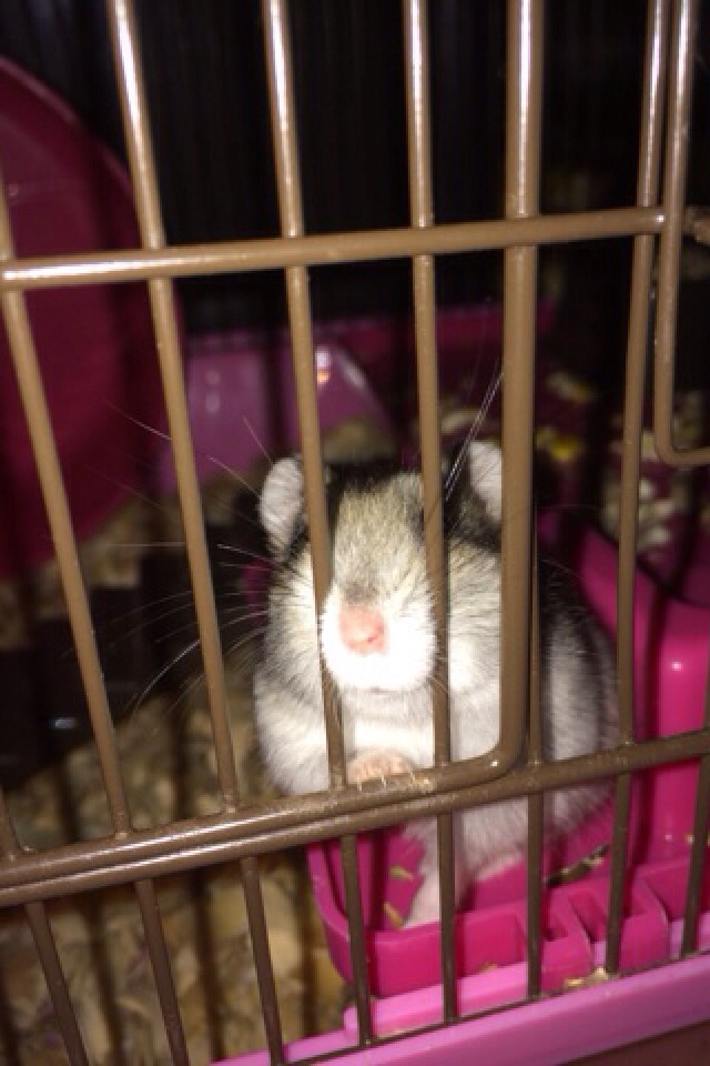 How To Care For Your Hamster!🐹🐹