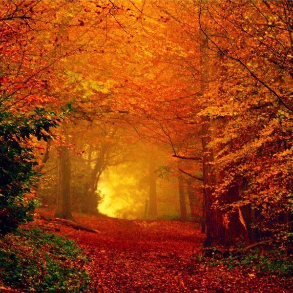 Nature in Autumn