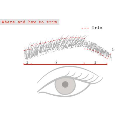 Brush hairs upwards until the point of the arch and trim, then brush downwards for the tail.