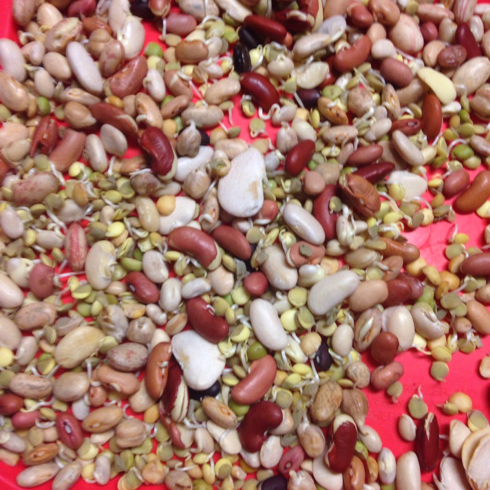Sprouted bag of 15 Bean Soup ... Just the beans. Soaked overnight & boiled. Ditch the seasoning pack.
Need tips on sprouting? Check out my other tips π