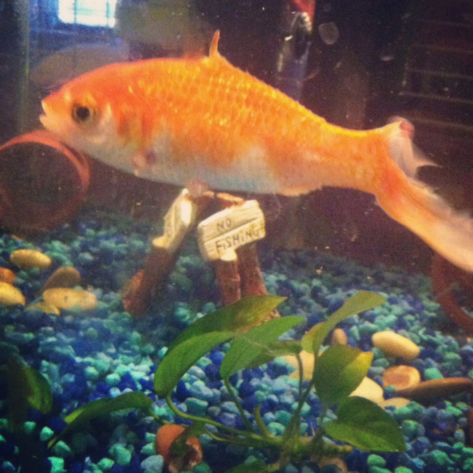 This is Finn, my goldfish, named so because he had no top or side fins. 😋 I was never really into goldfish until Finn showed up, he was truly one of a kind! Unfortunately, we lost him last week. Now, I know to most it sounds silly, but he was part of our family and we're still mourning him.