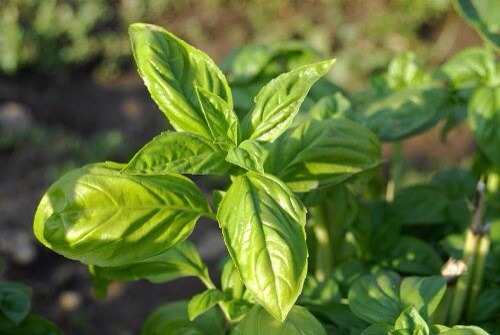 2. Basil
Not only does basil help fight acne, it also promotes overall health. It fights bacteria from the inside out as well as combat free radicals that lead to inflammation, redness, wrinkles and acne. Add a few fresh basil leaves to your salad or smoothie, or use it in your savory dishes.