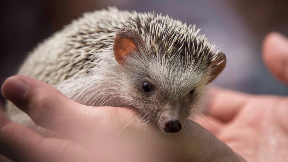 Happy Relationship-
Make sure your hedgehog has all of the previous pages. Hold him/her for about 30 minutes everyday. If your hedgehog is aggressive try using a shirt or gloves to hold them at first. You can also train them by giving them a treat when being held so they know it's a good thing. 