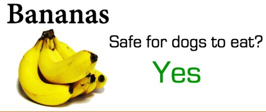 Safely Sharing Fruit With Your Dog
