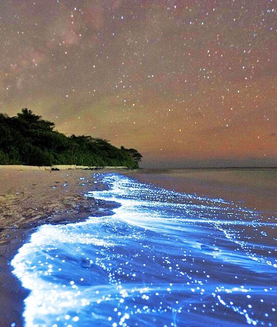Glow in the Dark Beach, Maldives 