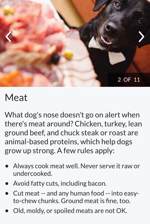 Dog Safe Foods 