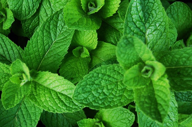 SPIDERS HATE PEPPERMINT. Just take a spray bottle, some peppermint extract, and some water, then spray wherever spiders tend to hide. Your house will smell great AND there won't be any spiders left!