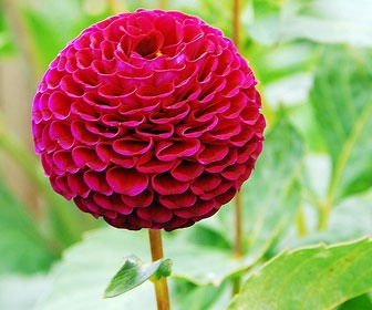 Flowers!