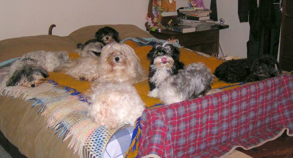 Cuddle with pets: yes it's sweet and soft and comforting, but it's suprising how much pets can impede your sleep. They take up more room than you!