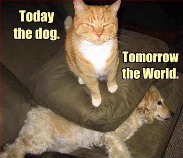 Funny Cat Pics.