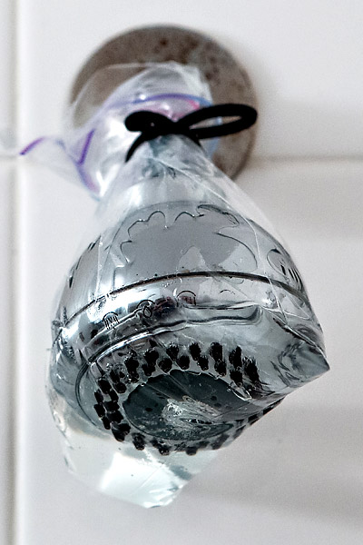 8. Pour vinegar in a plastic baggie and attach it to the showerhead with rubber bands. Leave it for a couple of hours to clean the grime away.