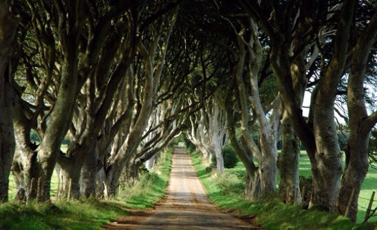 The Dark Hedges - Northern Ireland 