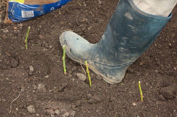 Plant in good soil. Planting the potatoes in planters also work well. Remember to water:) 