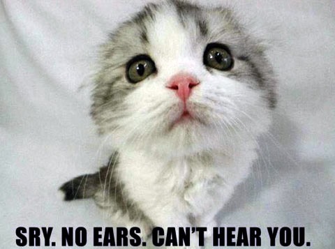 Funny Cat Pics.