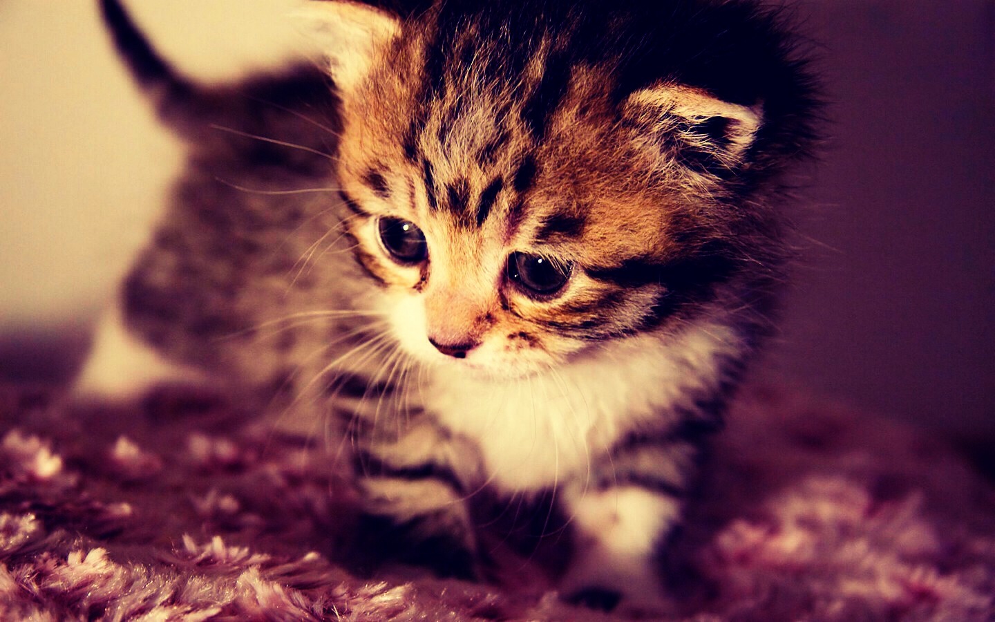 PLEASE LIKE COMMENT SAVE AND FOLLOW ME? I ALWAYS FOLLOW BACK! IT WOULD MEAN A LOT! Thanks