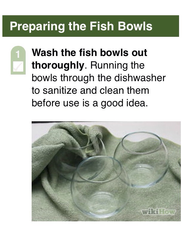 " The Fish Bowl"
