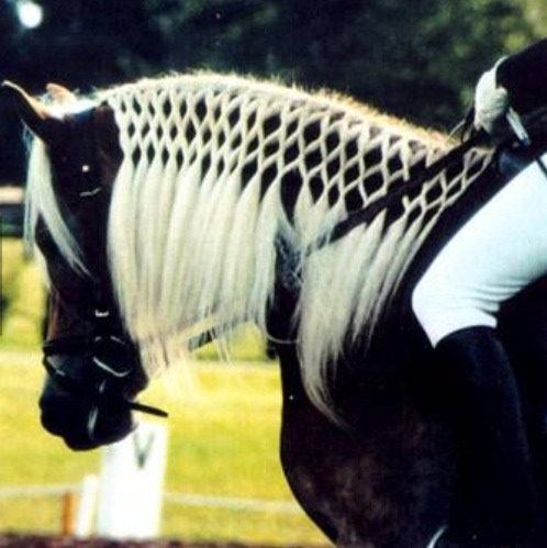 Horse Braids! 