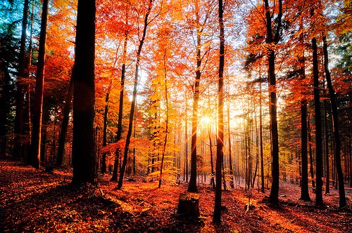 Colorful all around plus piles of leaves ❤️