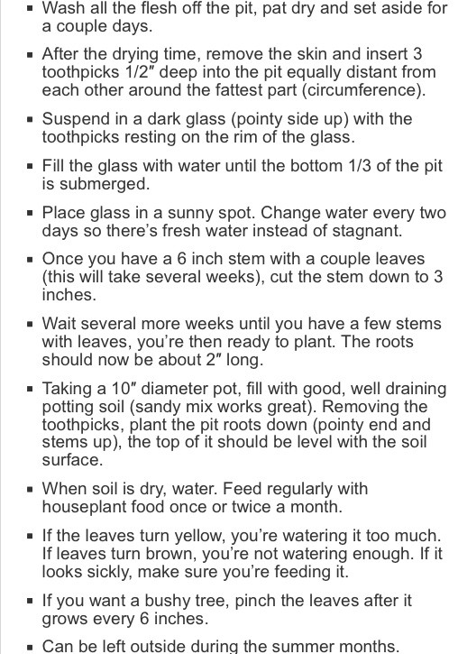 Grow An Avocado Tree🌱 