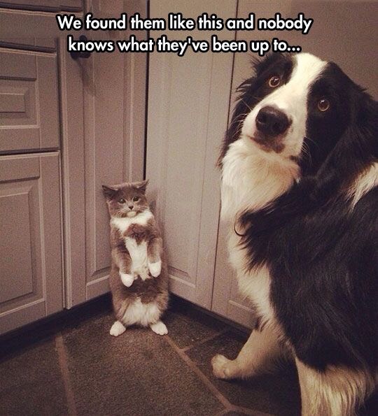 Funny Cat Pictures Part 2